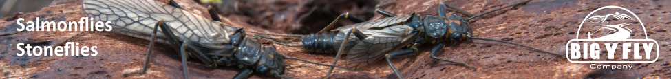 Salmonflies/Stoneflies