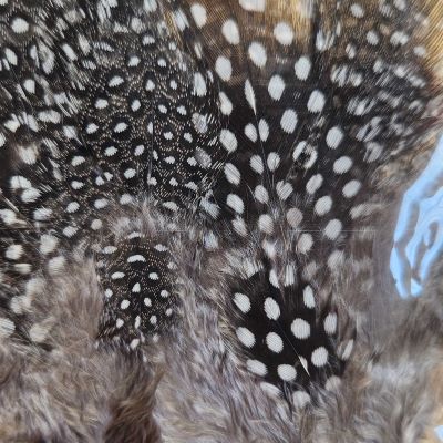 Guinea Feathers (UV2) Large Eye - Hareline