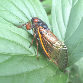 Save 10% on Cicadas