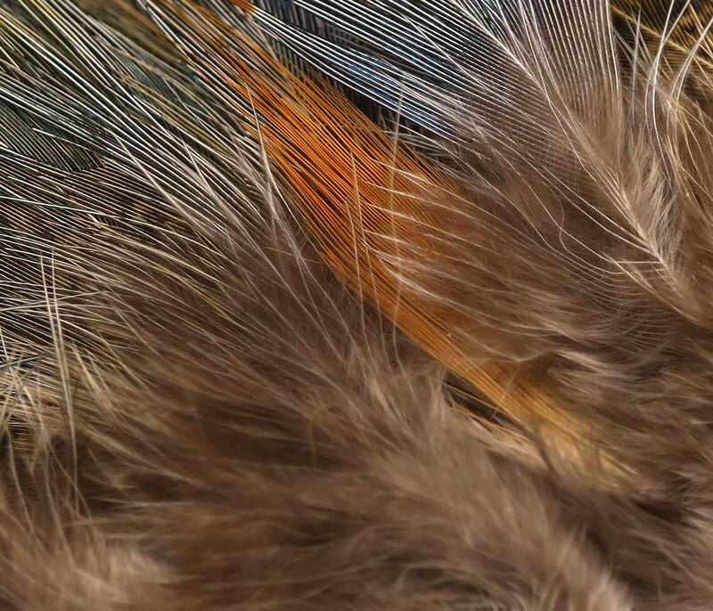 Strung Ringneck Pheasant Rump--Hareline