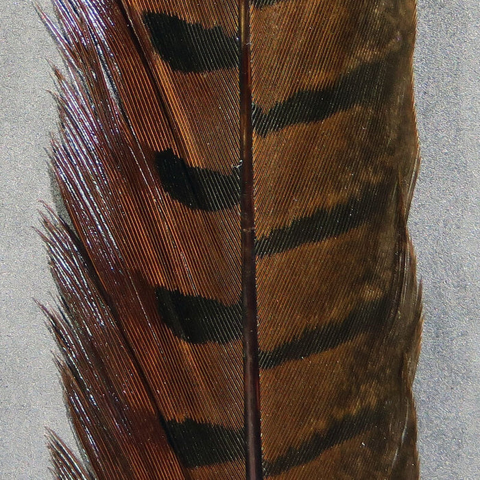 Ringneck Pheasant Tail Feathers--Hareline
