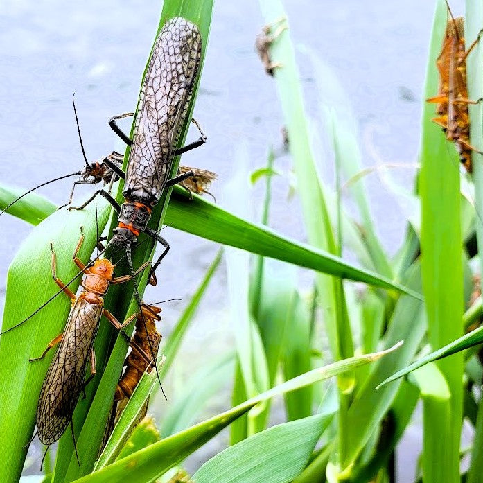 Preparing for the Salmonfly Hatch: What to Do Before It Starts