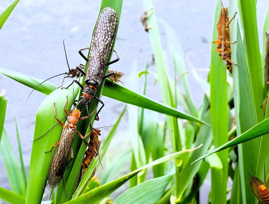 Preparing for the Salmonfly Hatch: What to Do Before It Starts