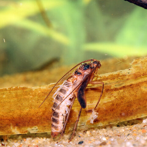 Fishing Caddis Larvae and Pupae: When Trout Feed Below the Surface