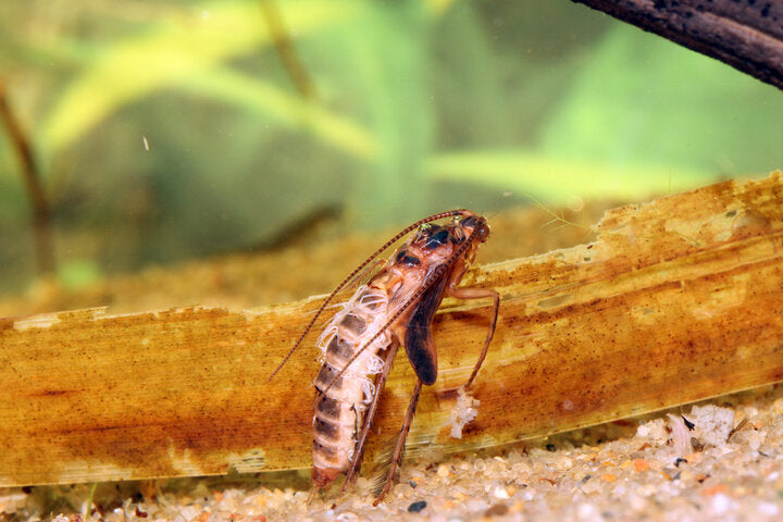 Fishing Caddis Larvae and Pupae: When Trout Feed Below the Surface