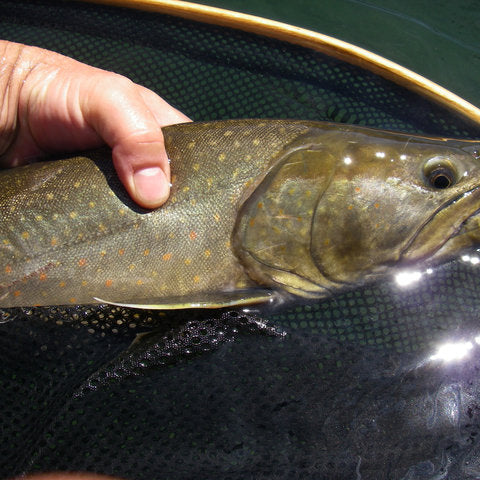 The Infamous Bull Trout