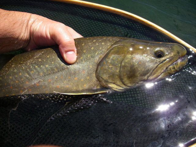 The Infamous Bull Trout