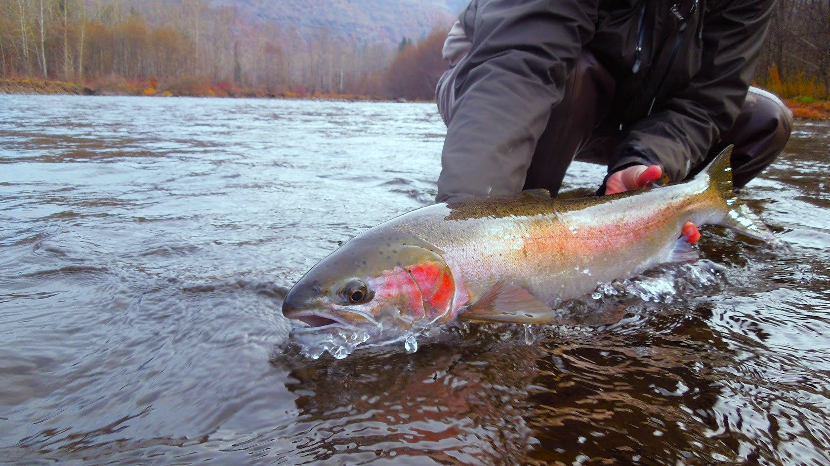 Steelhead Overview