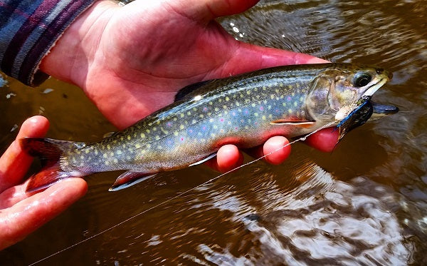 June 2016 #3 — Big Y Fly Co