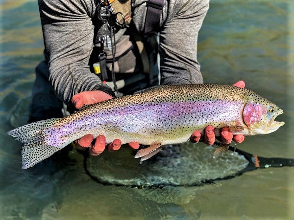 October 2019 #1