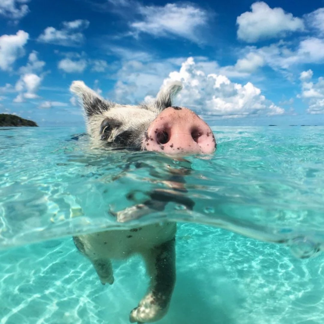The Bahamas