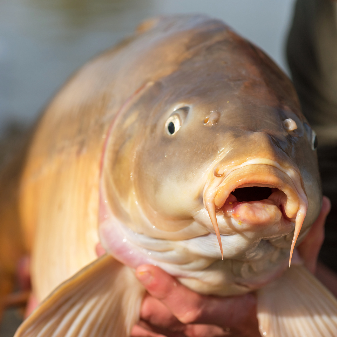 Carp