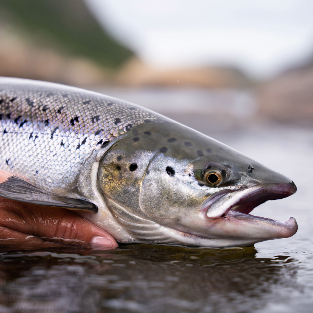 Atlantic Salmon