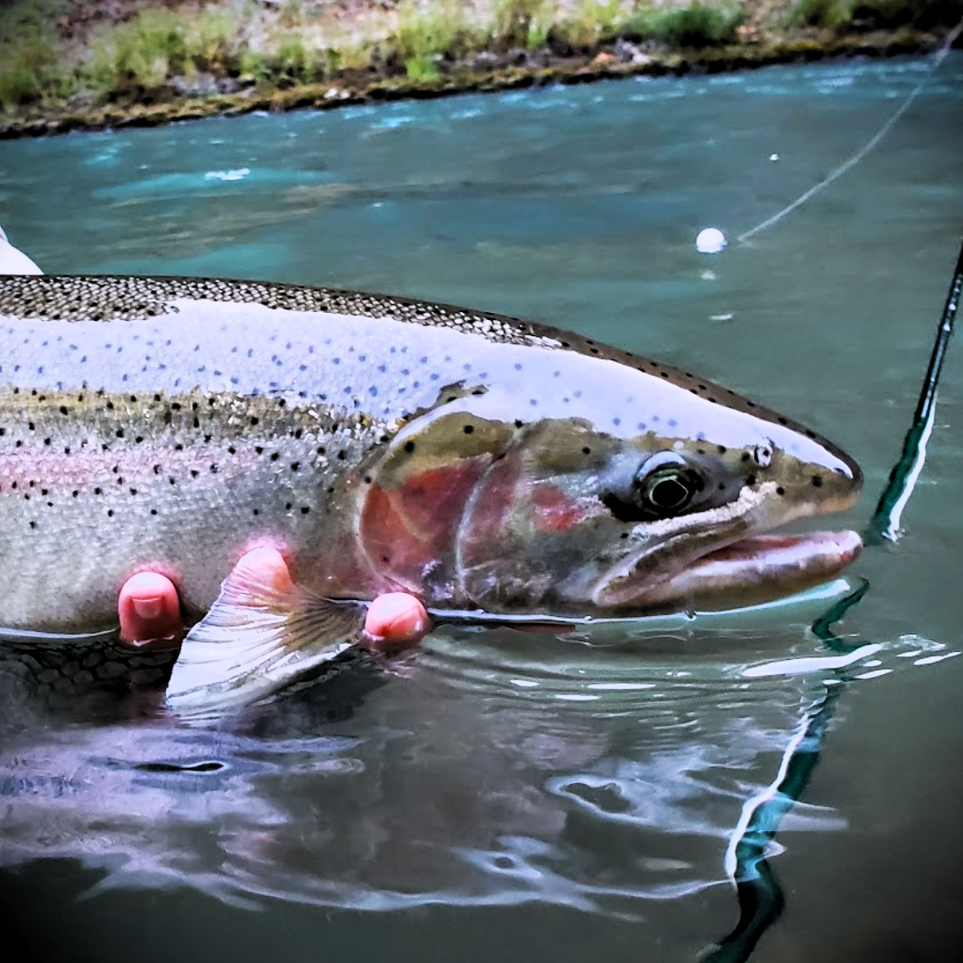 Great Lakes Steelhead