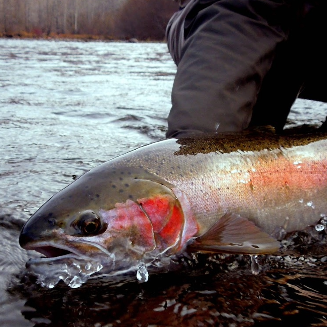 Pacific Steelhead - Summer Run