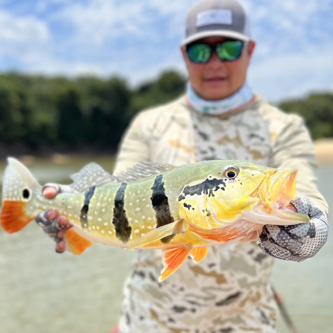 Peacock Bass