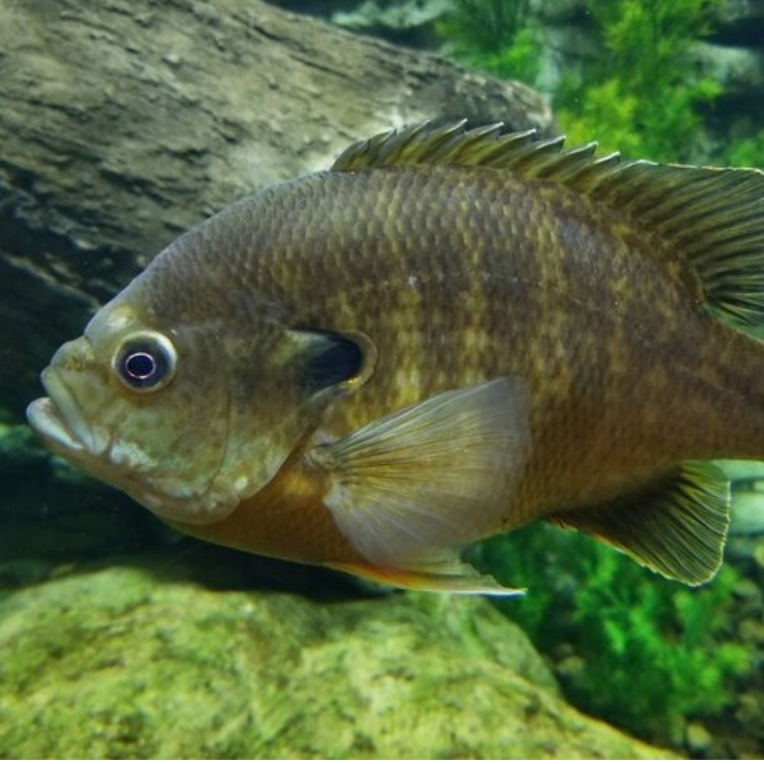 Panfish