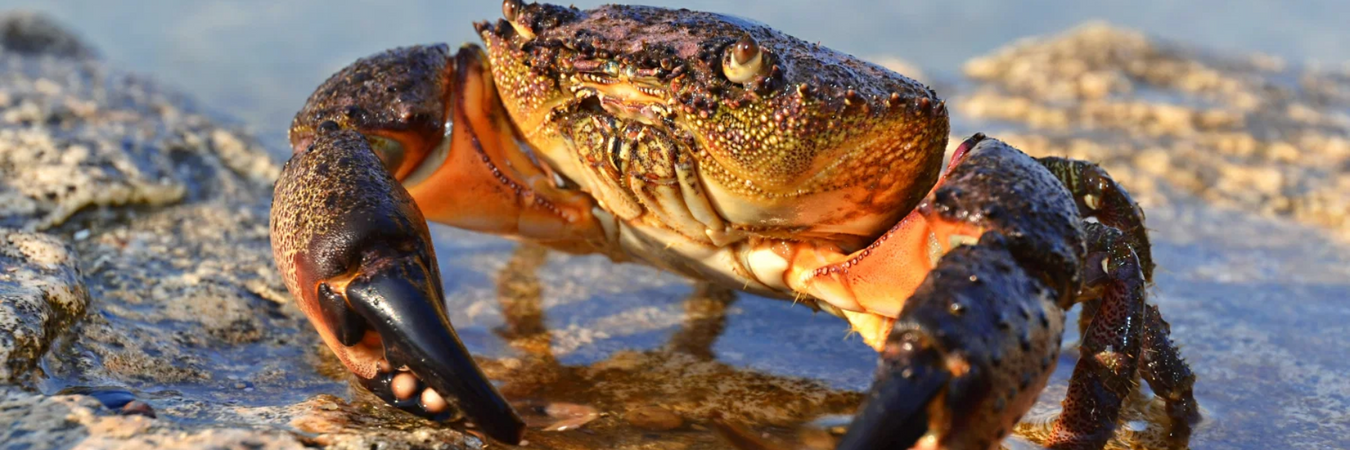 Crabs
