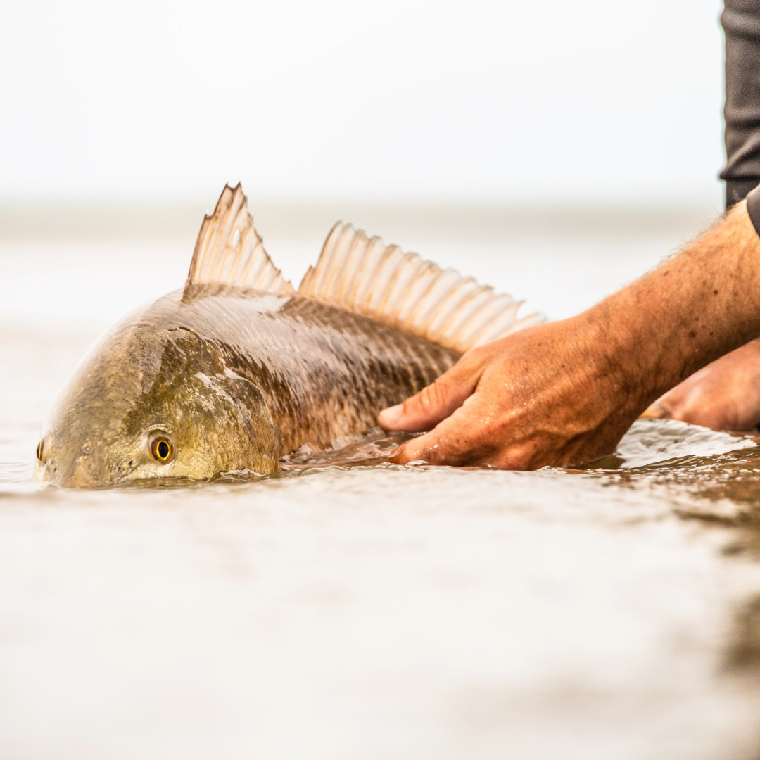 Redfish