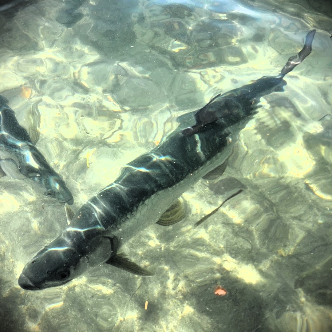 Tarpon Flies