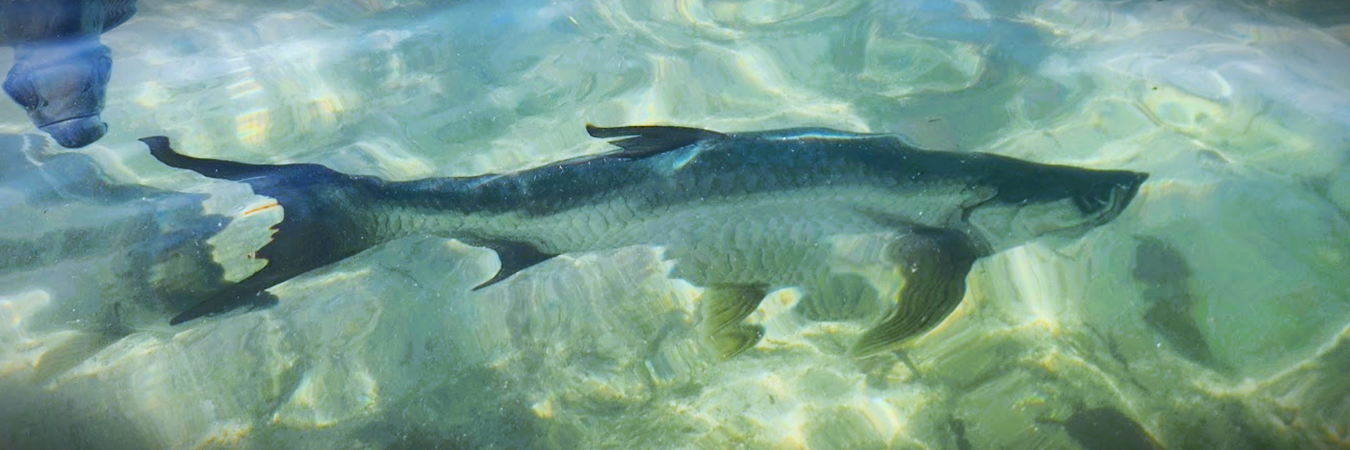 Tarpon Flies