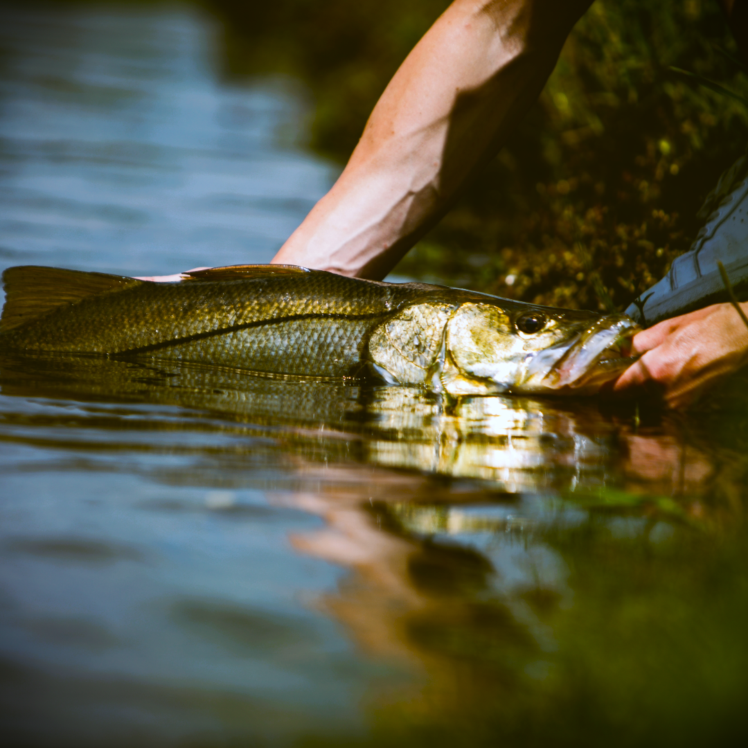 Snook