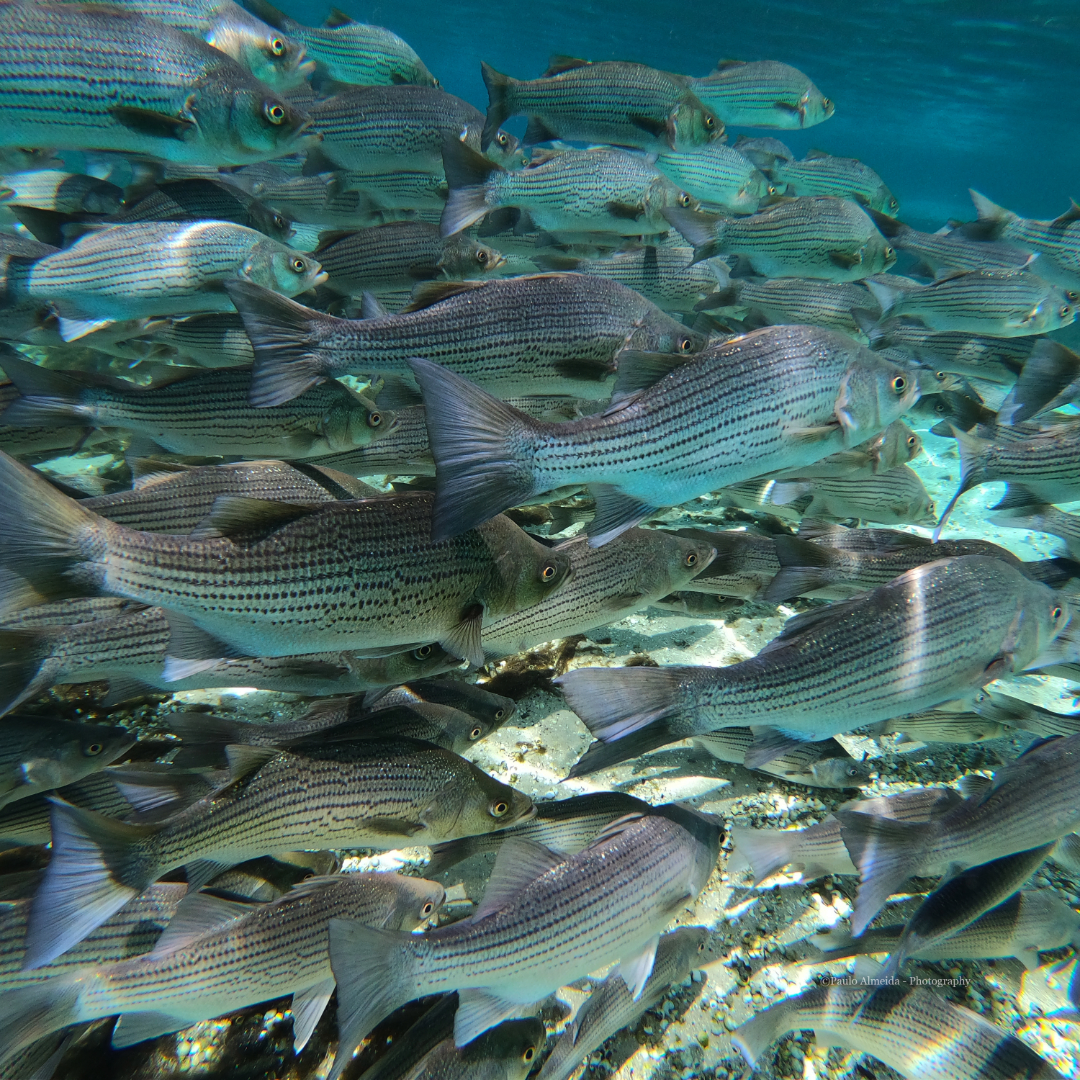 Stripers