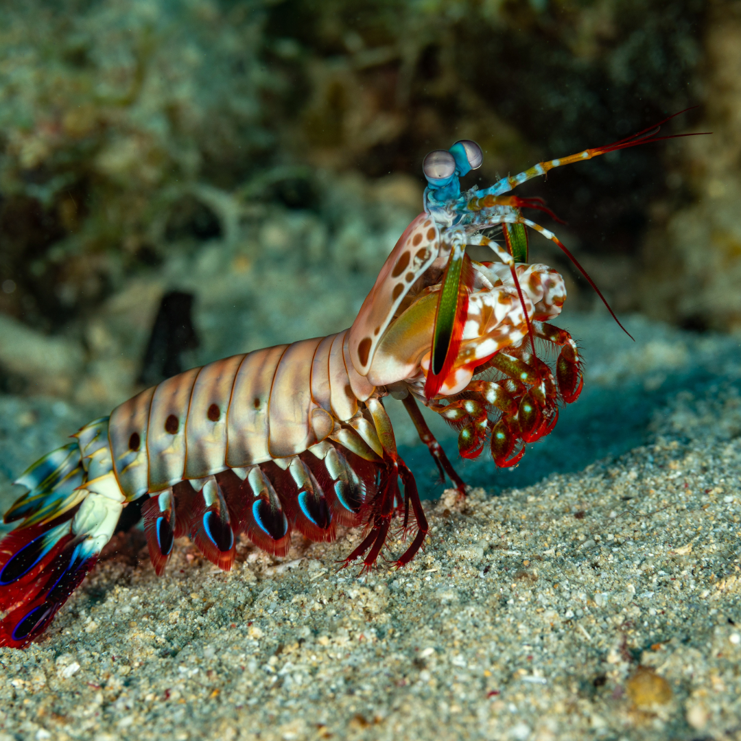 Shrimp