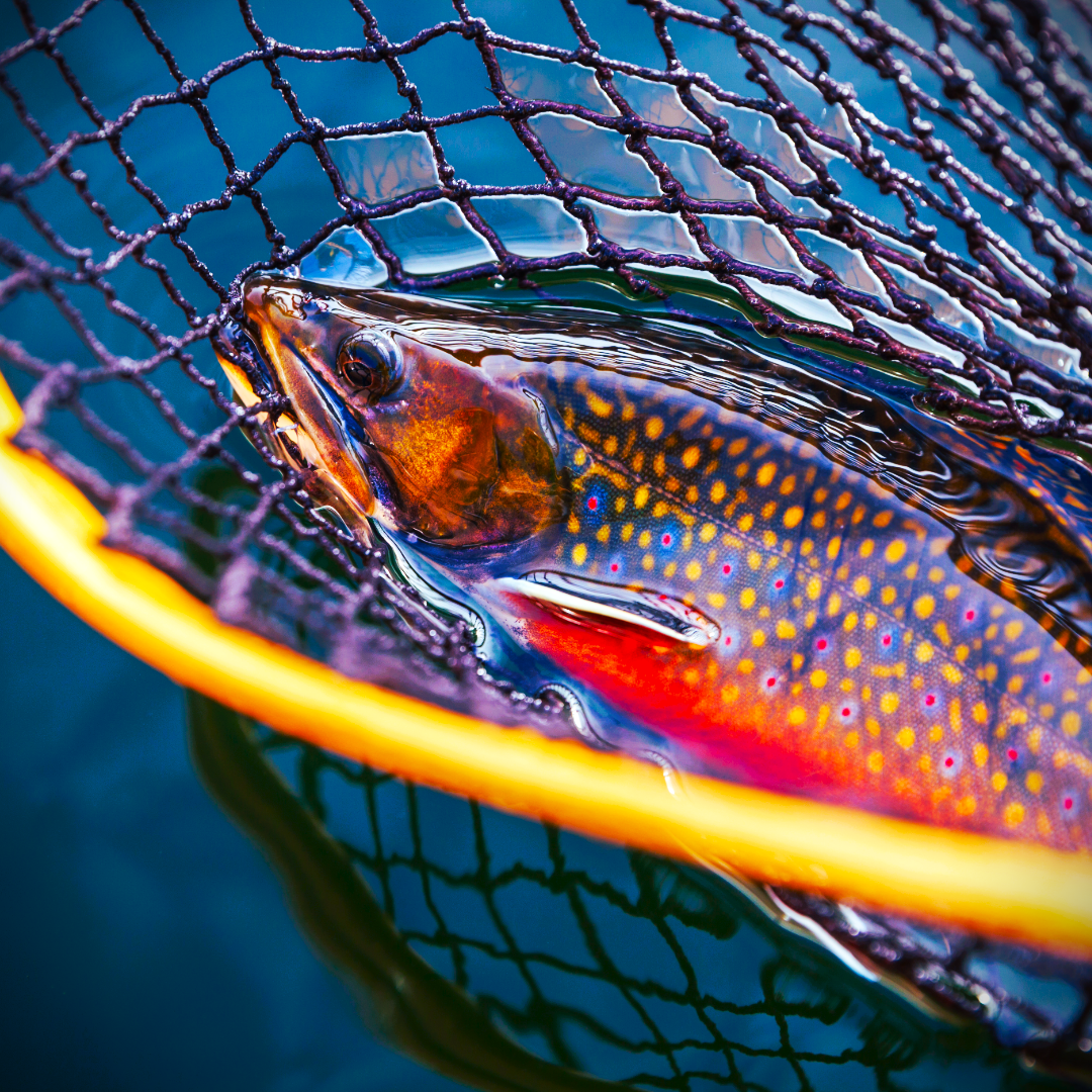 Brook Trout