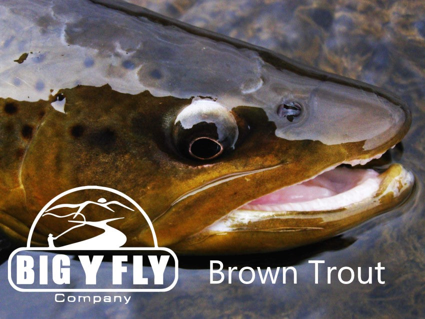 Brown Trout — Big Y Fly Co
