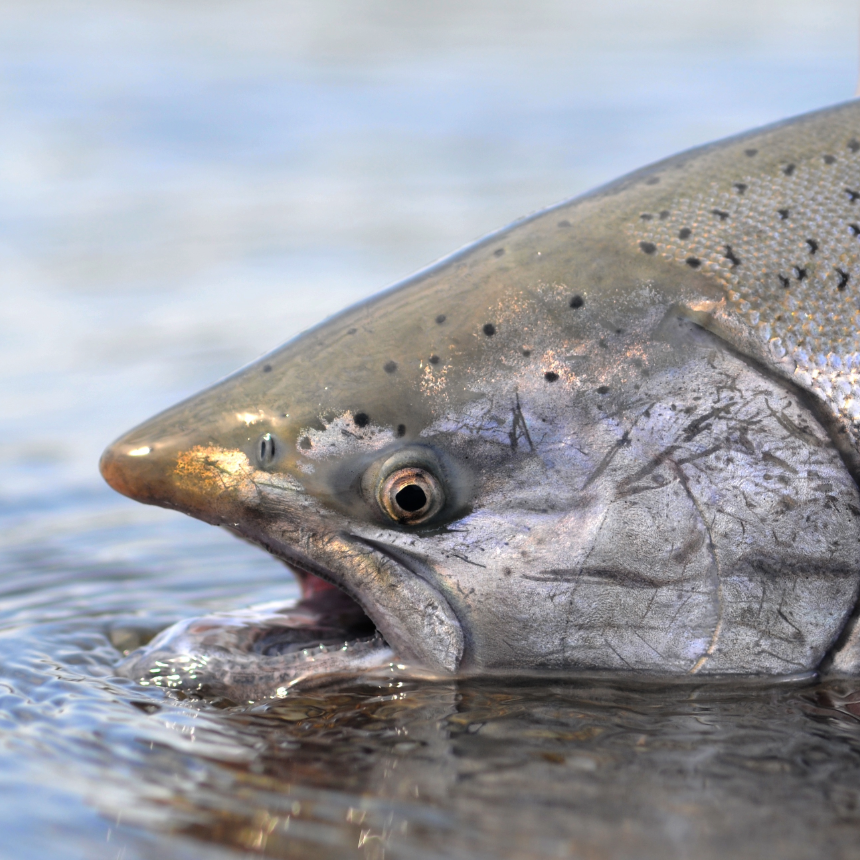 Chinook/King Salmon