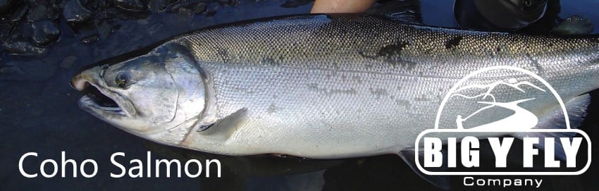 Coho/Silver Salmon