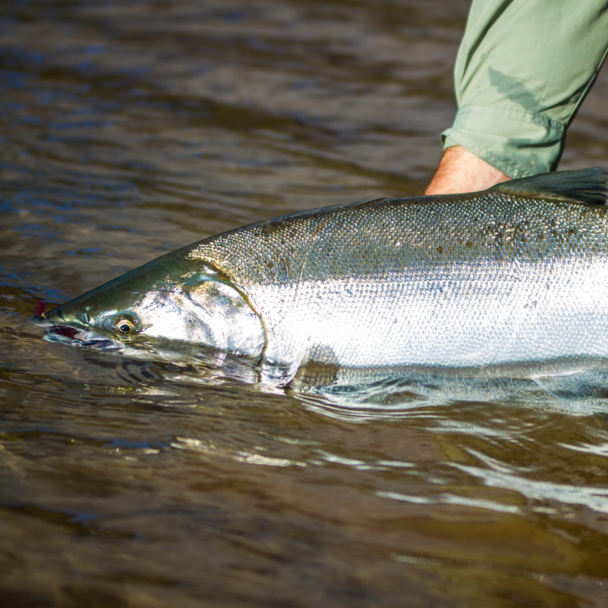Coho/Silver Salmon