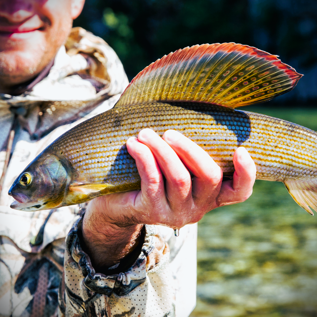 Grayling