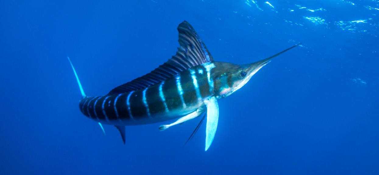 Marlin