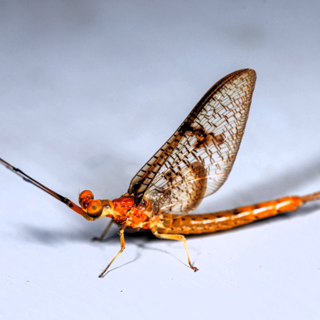 Mayflies
