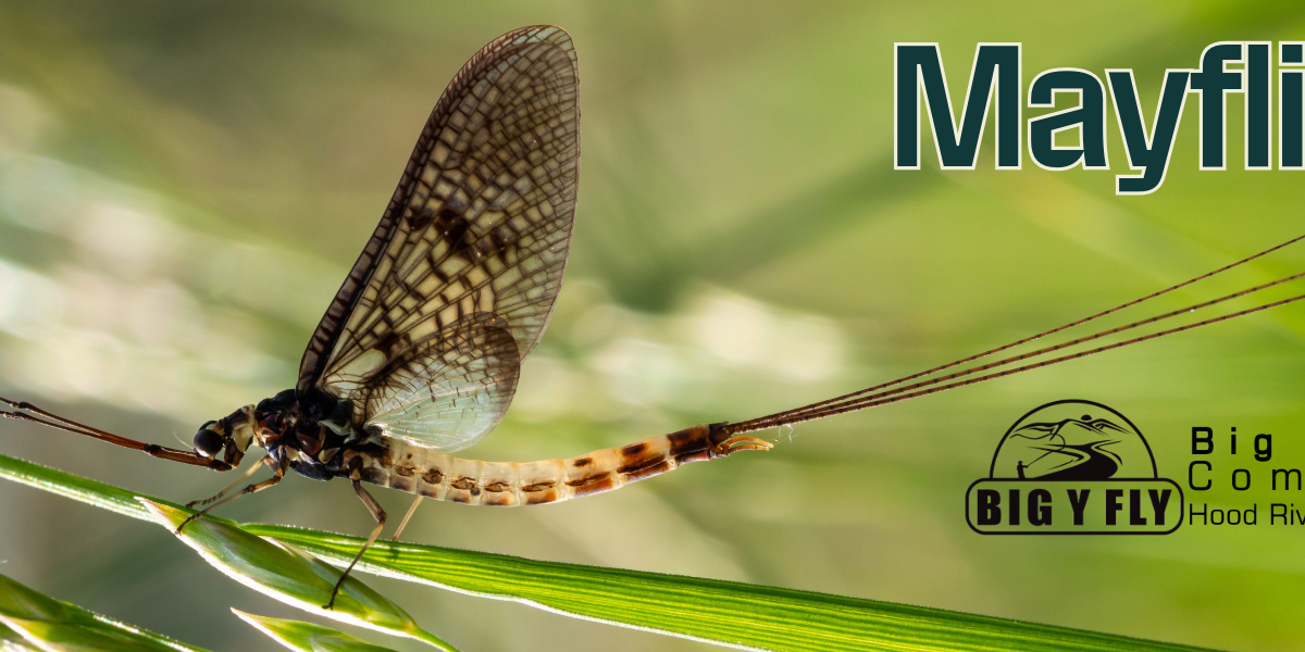 Mayflies Collection Mayfly Flies for Trout BWO, PMD, Drakes & More Big Y Fly Co