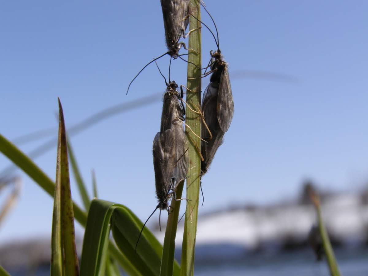 Caddis Flies