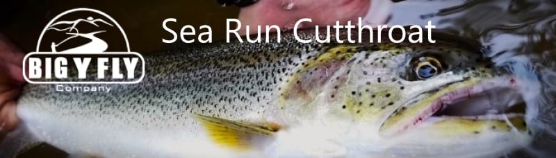 Sea Run Cutthroat — Big Y Fly Co