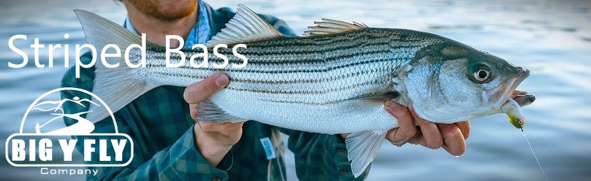 Stripers