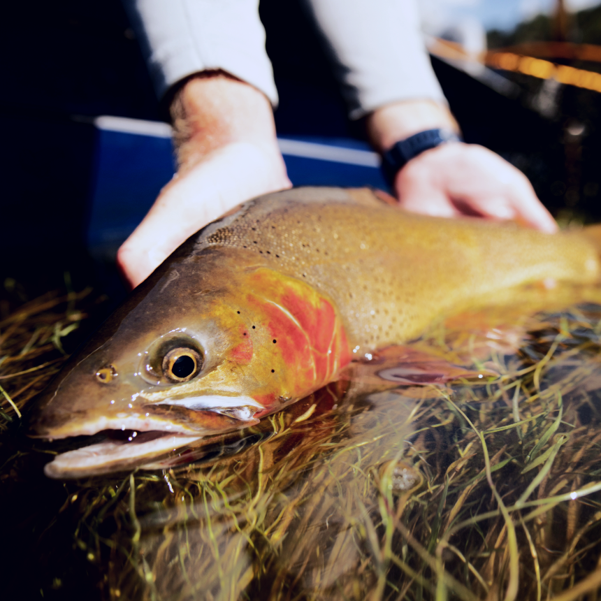 Cutthroat Trout