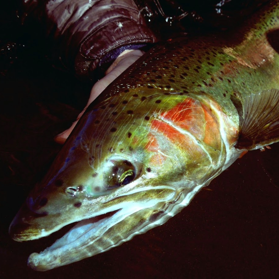 Pacific Steelhead - Winter Run