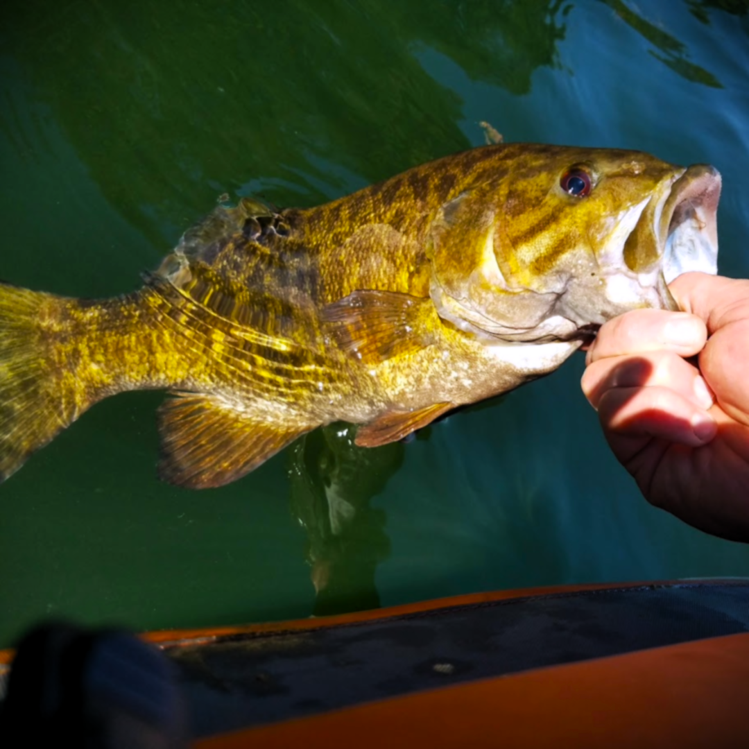 Bass Flies