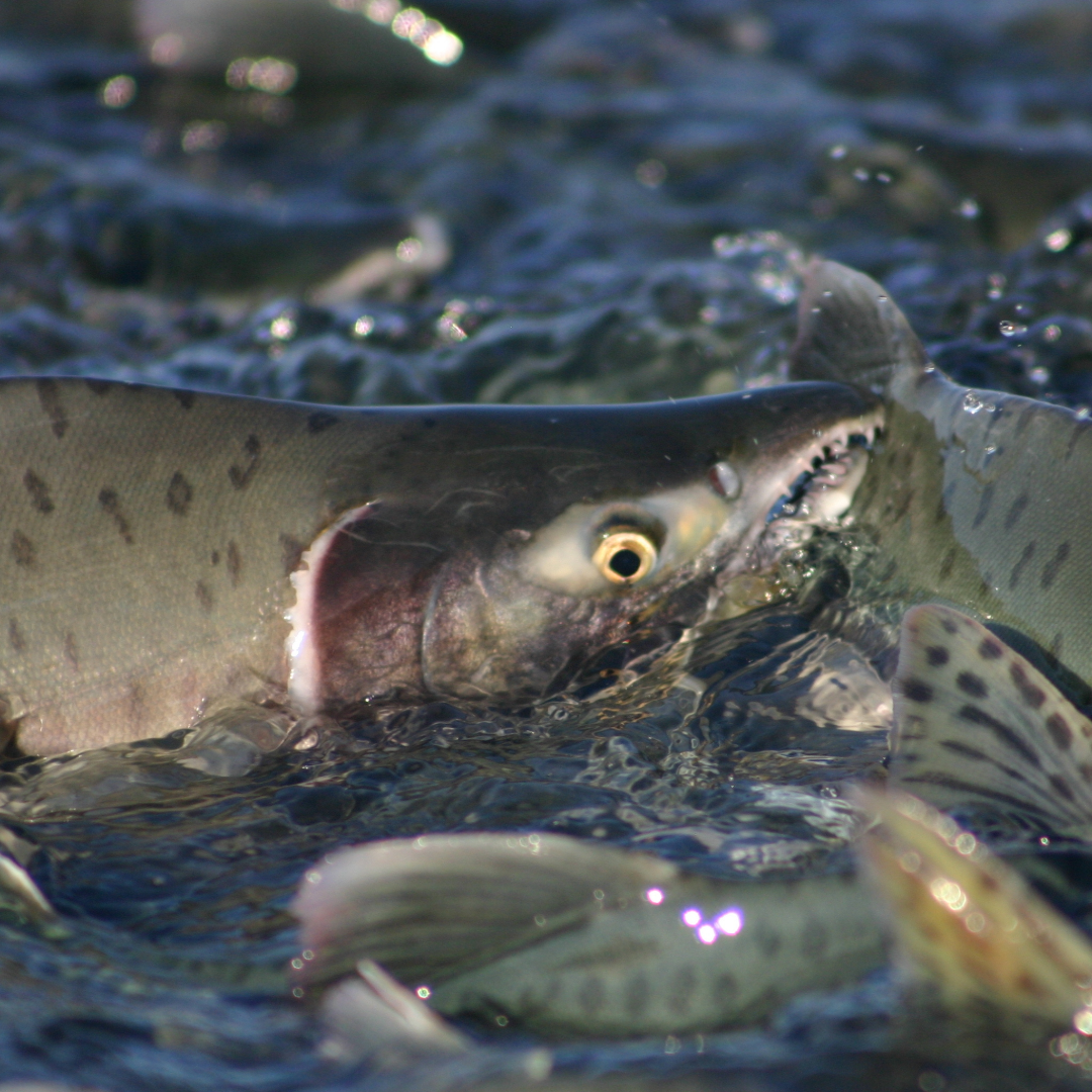 Pink / Humpy Salmon