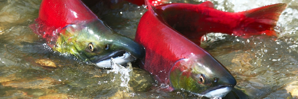 Pacific Salmon