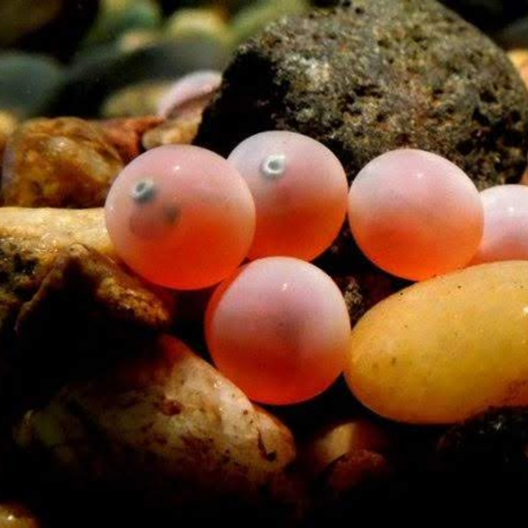 Egg Patterns