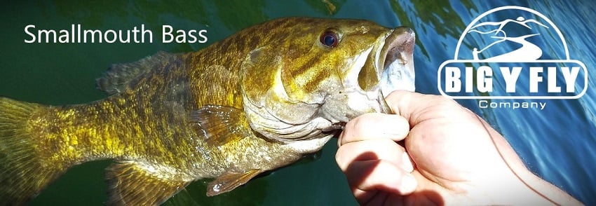 Smallmouth Bass — Big Y Fly Co