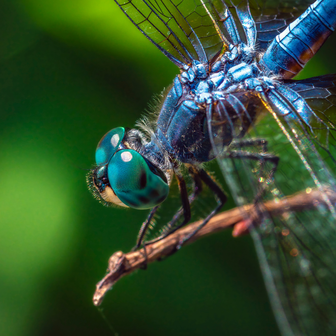 Dragons/Damsels/Crane Flies