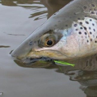 Premium Fly Fishing Streamers | Big Y Fly Co — Page 11