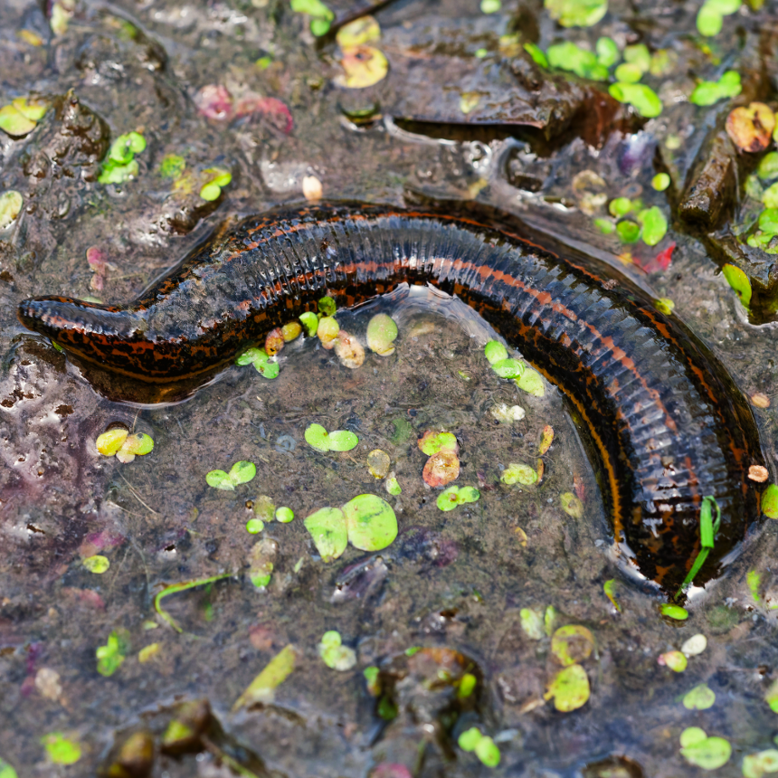 All Leeches and Worms